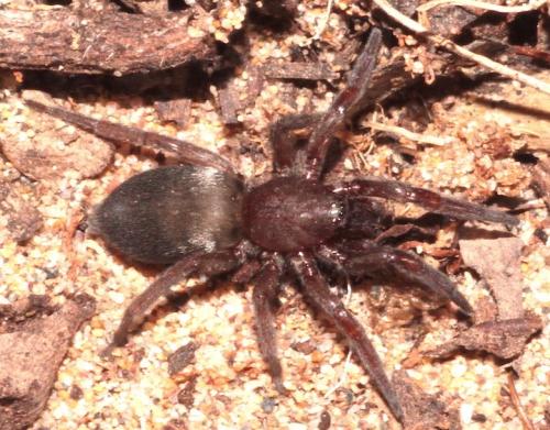 Scotophaeus scutulatus